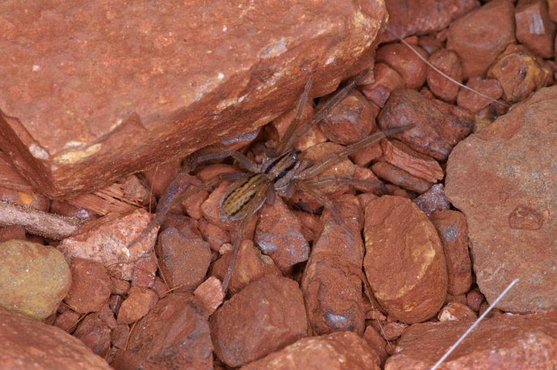 Miturga_lineata_D3479_Z_82_Karinji NP_Australie.jpg